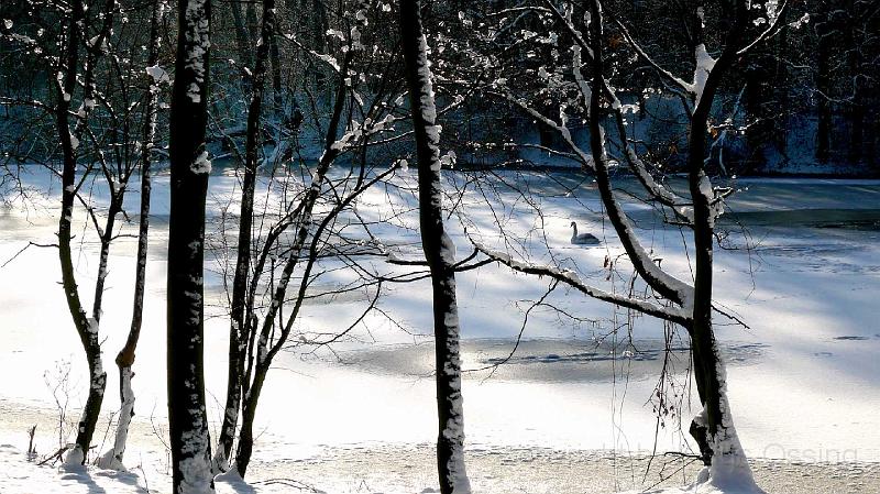 Stadtwaldwinter 10.jpg